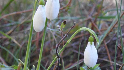 Kardelen koparmanın cezası 387 bin 142 TL