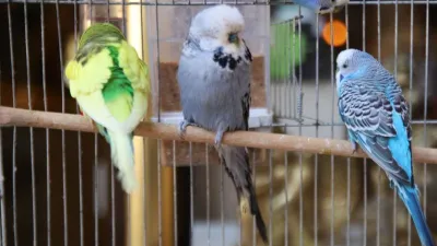 Depremler sonrası ötücü kuşlar revaçta