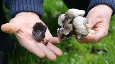 Bilinçsiz mantar tüketimi öldürüyor!