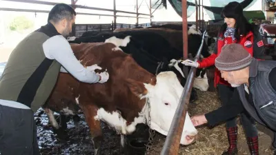 Büyükbaş hayvanlara aşılama sürüyor