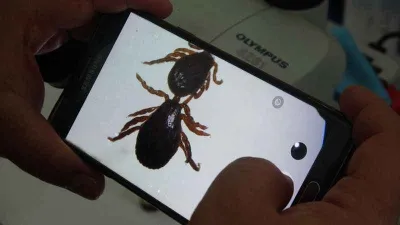 Çıplak elle keneye dokunmayın!