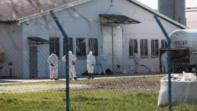 Polonya'da 37 bin ördek itlaf ediliyor