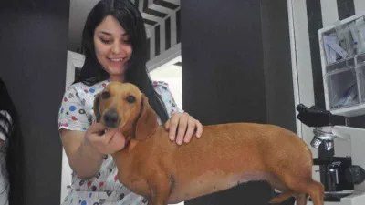 Uyuz salgınının sebebi hayvanlar değil