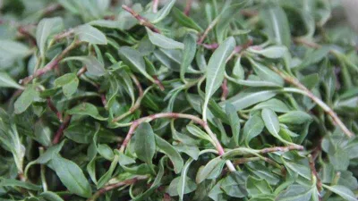 Yol kenarında yetişiyor, kanseri önlüyor