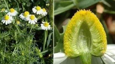 Her papatyanın çayı içilmez!