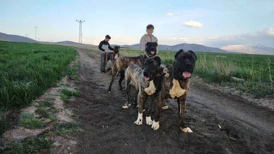 Tomarza Çaparları da tescilleniyor