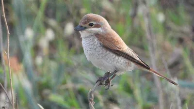 Samandağ'da kartpostallık kuş manzaraları