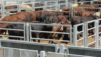 Trabzon'da 85 mahalleye şap karantinası