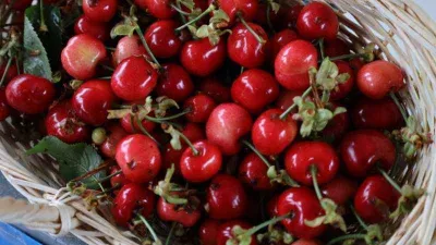 Muğla'da Kiraz Festivali heyecanı