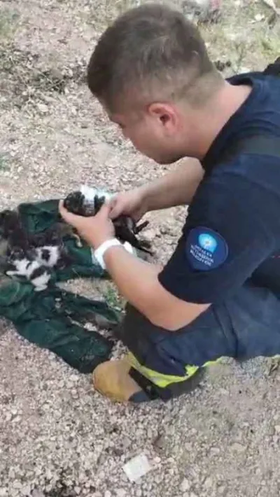 Dumandan etkilenen yavru kediyi kalp masajı ve suni teneffüsle hayata döndürdü