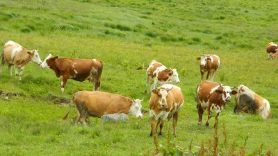 Posof’a hayvan girişleri yasak