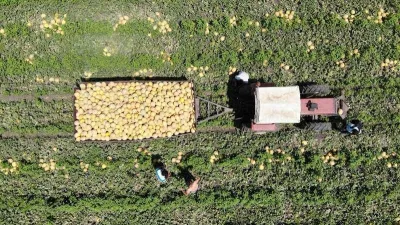 Kavun tarlada 11 TL’den alıcı buluyor