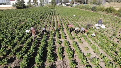 Enkaz kentte tütündeki verimlilik çiftçiyi mutlu etti