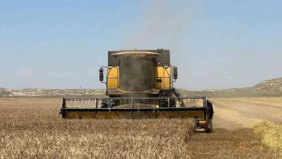 Başkent'te arpa hasadı başladı