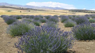 Lavanta hasadı için gün sayılıyor