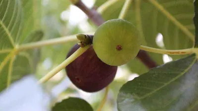 Aydın inciri Muğla’da da yetişecek