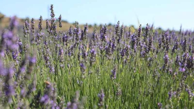 Didim’in Lavanta Festivali gün sayıyor