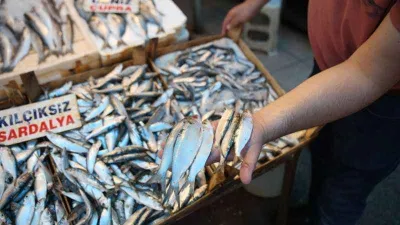 Akdeniz'de sardalya alarmı
