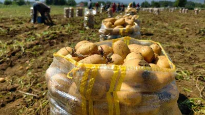 Sarı altın hasadı başladı; tarlada 13 liradan satılıyor