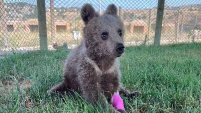Yaralı yavru ayı tedavi altına alındı