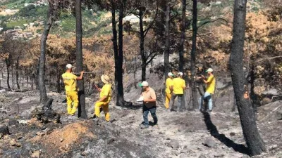 Yanan ormanda hasar tespit çalışmaları başladı