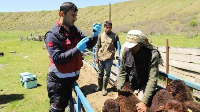 2 bin hayvana aşı yapıldı