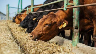 Kars’ta hayvan pazarı açılıyor