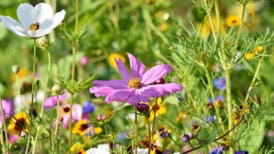 Bahar ve yaz aylarının korkulan hastalığı