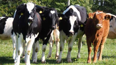 Trabzon’da şap hastalığı paniği