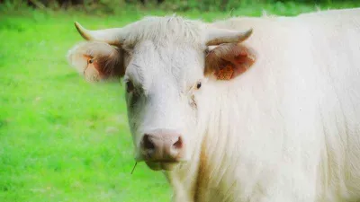 Kurban etinde “tenya” tehlikesine dikkat
