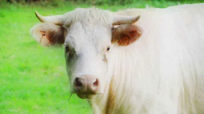 Kurbanlıklarda şap uyarısı