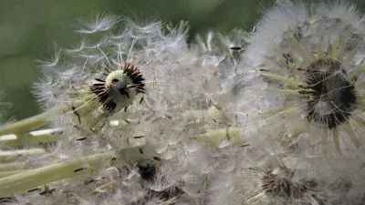 Bahar Alerjisi: Bunları yap rahat nefes al