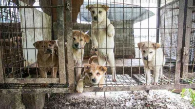 Güney Kore'de köpek eti ticareti yasaklandı