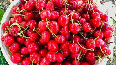 Sezonun ilk kirazı çıktı