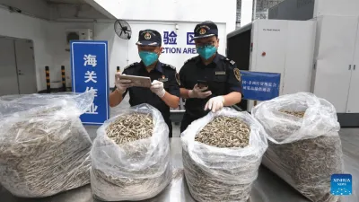 Çin, Kenya’dan hamsi ithalatına başladı