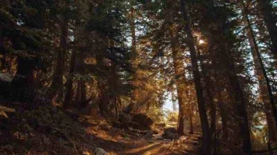 Sadece IQ’su 150 olanlar 10 saniyede çözüyor: Ormandaki jaguarı gördünüz mü?