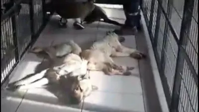 Osmangazi Belediyesi’nden hayvan katliamı!