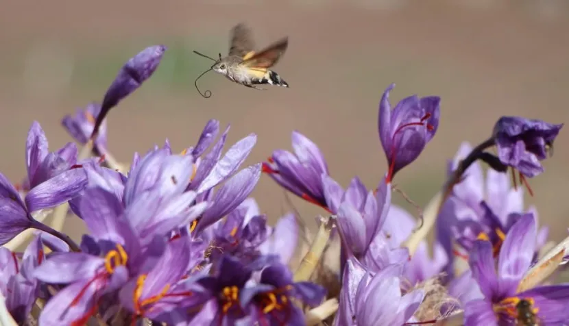 1 gramı 500 TL'den satılıyor