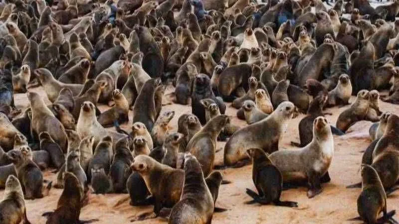 10 kişiye sorduk 9’u bildi! Su samurunu siz de gördünüz mü?