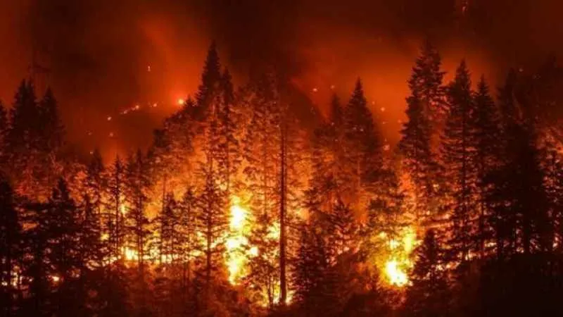 Rusya’da orman yangını: 118 hektarlık alan kül oldu