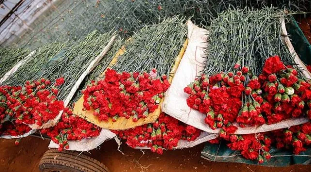 Türkiye’den 20 günde 39 milyon liralık çiçek ihraç edildi