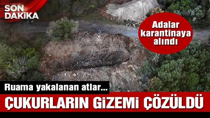 Son dakika… Büyükada’da 81 at itlaf edildi, Adalar’a hayvan girişi yasaklandı