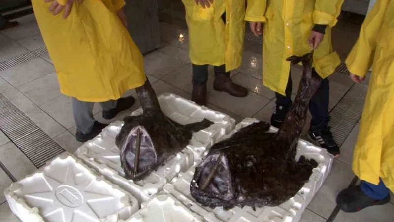 Silivri açıklarında 2 dev Fener Balığı yakalandı