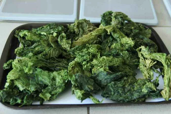 Deniz marulları enerji kaynağına dönüştü