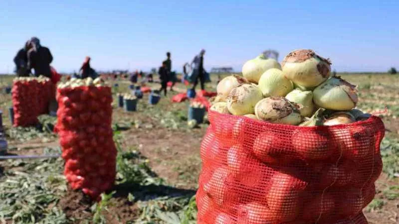 Soğan fiyatı da da düşecek! Soğana talep olmadı, ürünler tarlada kaldı