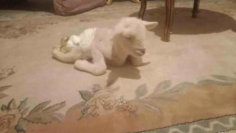 Bacakları ters doğan kuzu görenleri şaşırttı