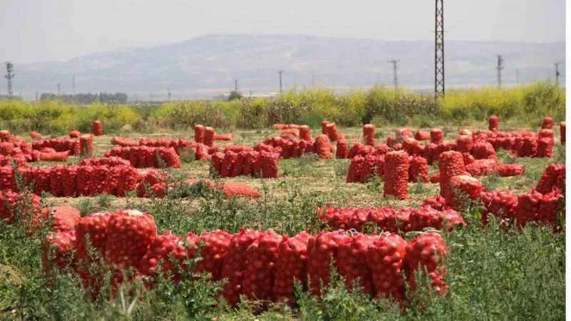 Soğanın fiyatı hızla düştü 