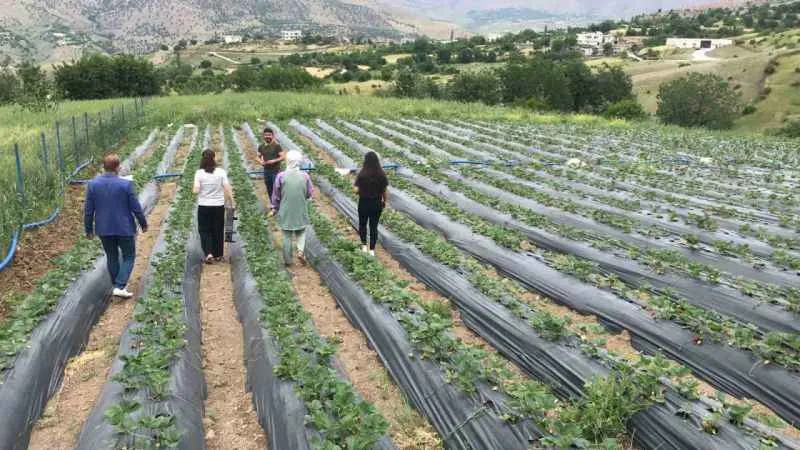 Batman'da 1300 rakımda yetiştirilen çilek çiftçinin yüzünü güldürüyor