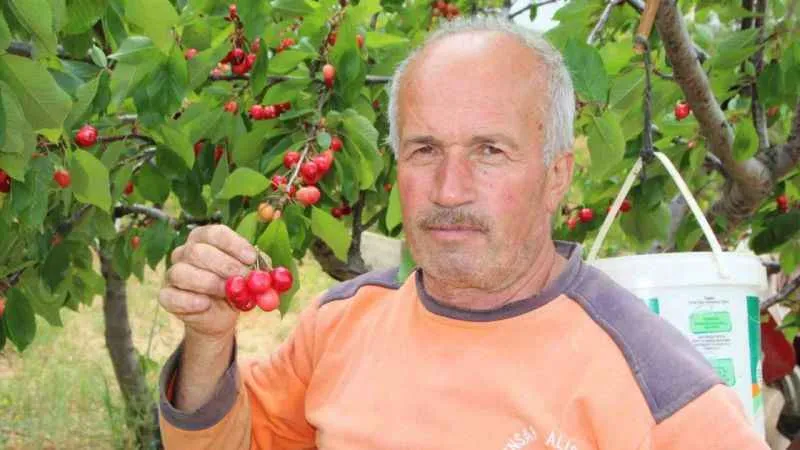 Bilecik’te ilk kiraz hasadı yapıldı fiyatı 25-30 TL arasında satılıyor