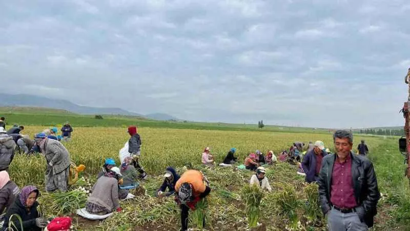Konya’da 30 dakika süren sağanak yağış sarımsak tarlalarını vurdu